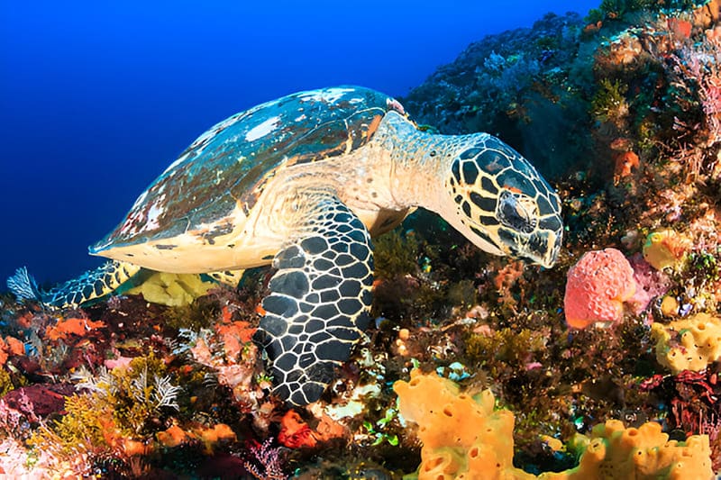 Les tortues marines de Koh Similan