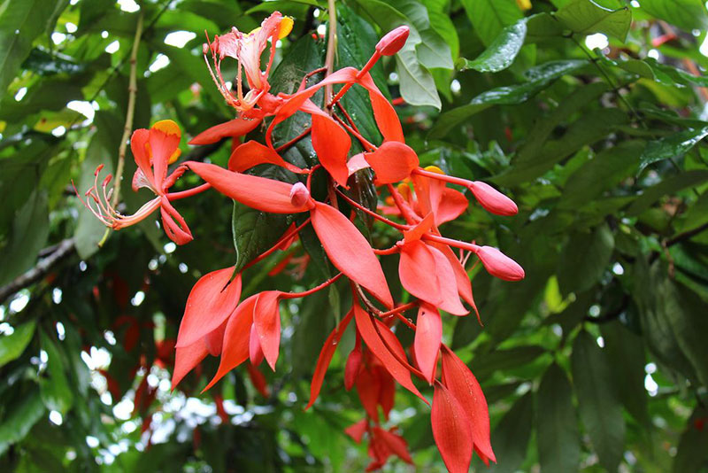 Fleur indochine amherstia nobilis de Birmanie