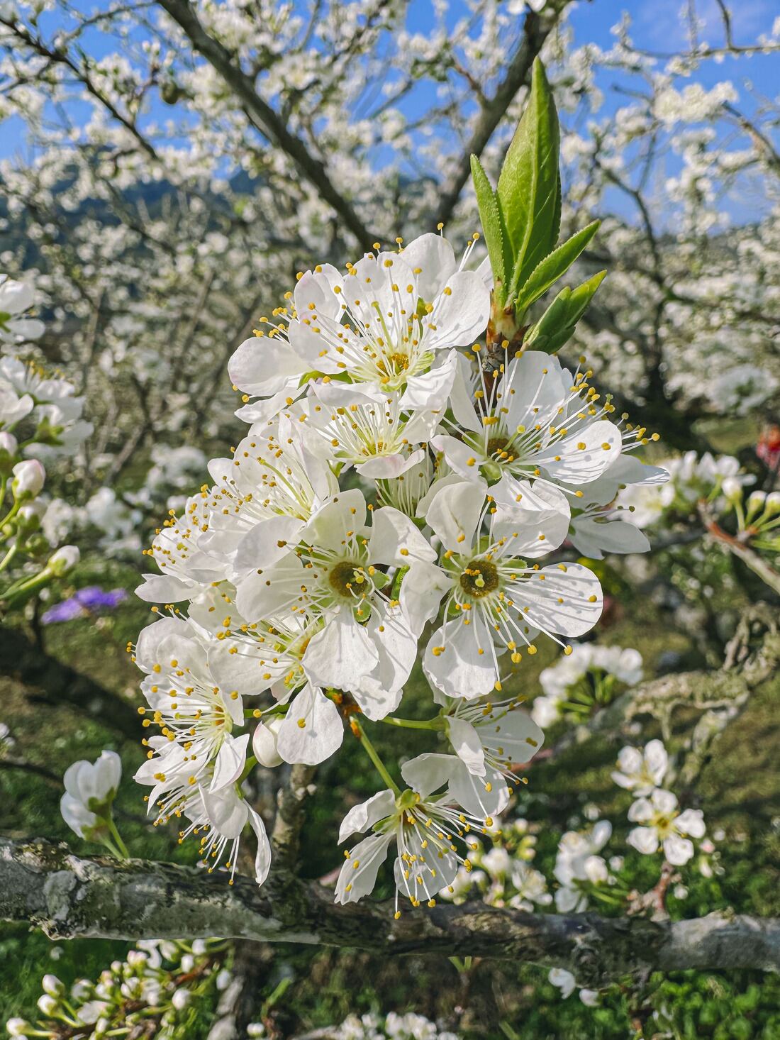 fleurs pruniers