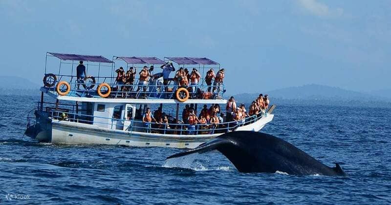 Observation des baleines au Sri Lanka