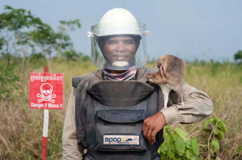 Le centre APOPO présente les rats géants dressés pour détecter les mines terrestres au Cambodge.