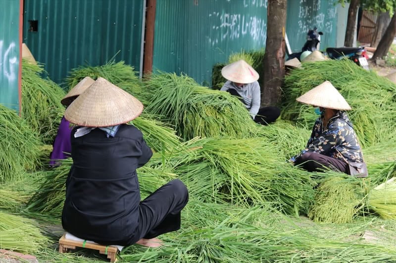 Comment faire le "cốm" ?