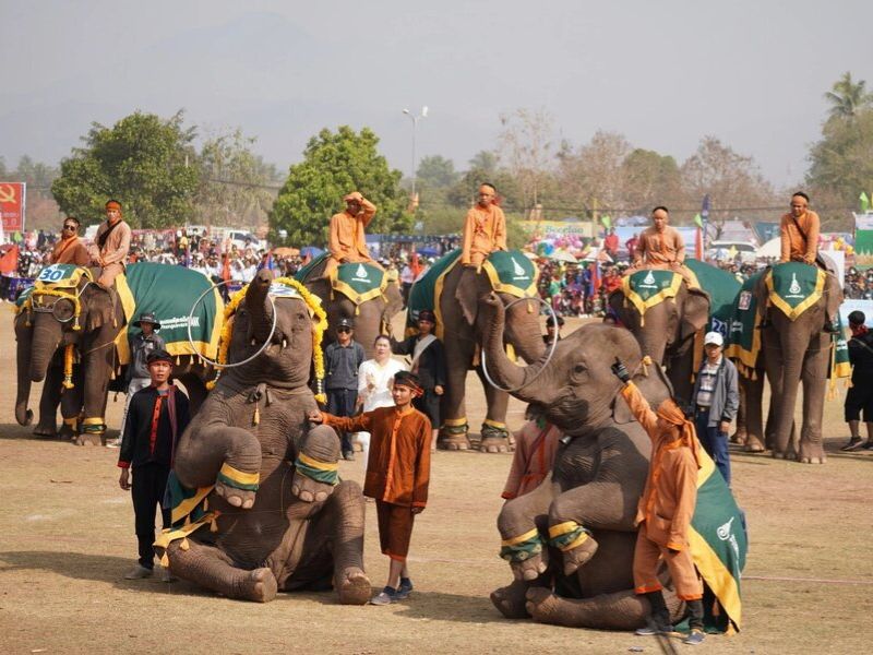 festival elephants