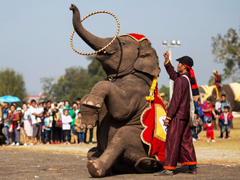 festival elephants