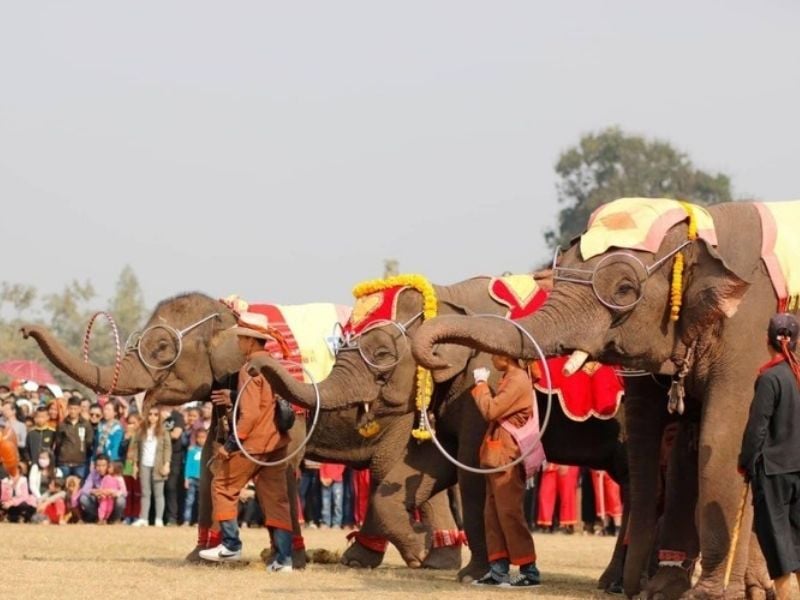 festival elephants