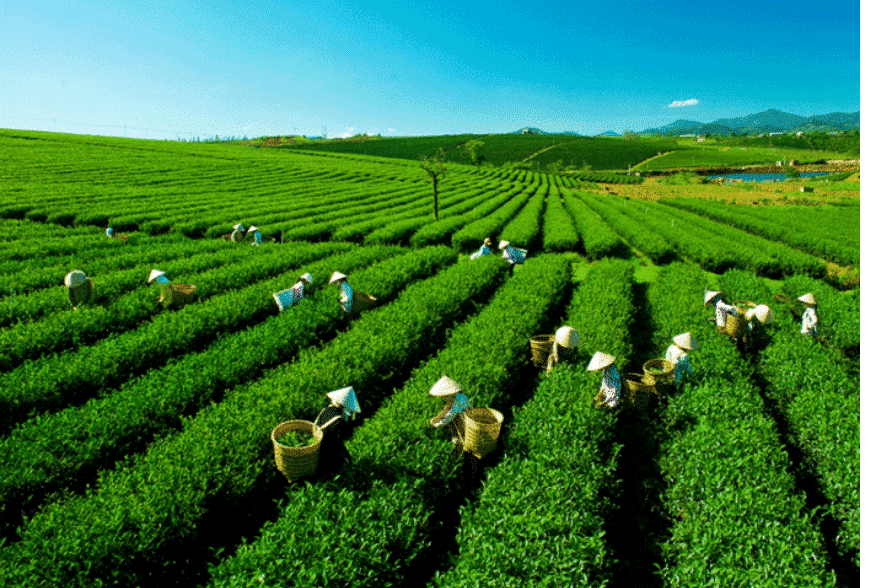 La récolte du thé à Lai Chau