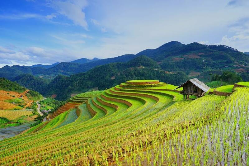 Champs en terrasses pittoresques du Vietnam