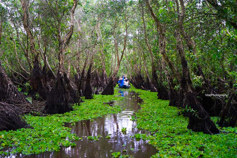 foret de Tra Su An Giang