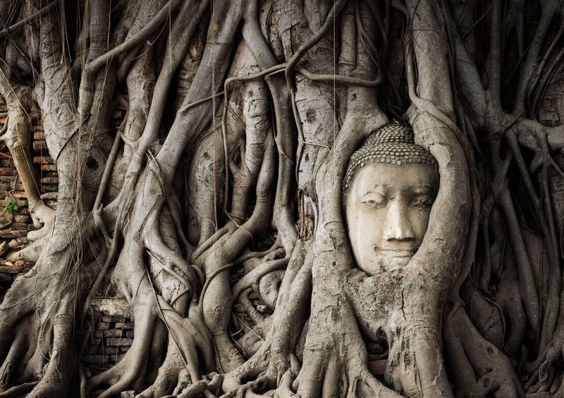 une tête de Bouddha est enracinée au milieu des racines d''arbres