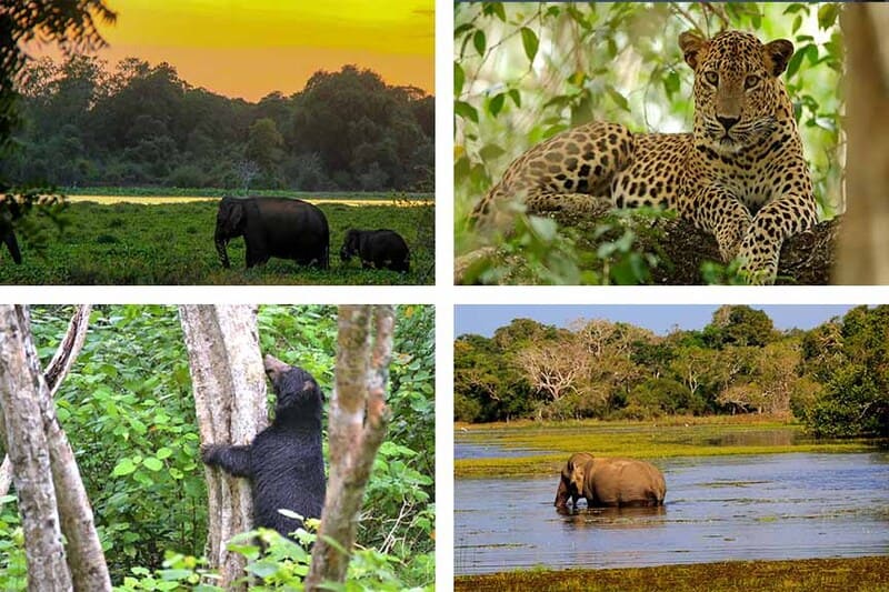 3 mammières enblèmes du Sri Lanka