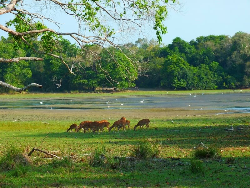 Parc National de Wilpattu