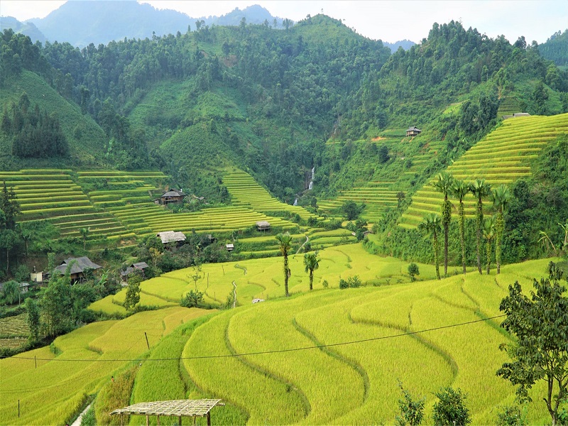 riziere a bac ha vietnam