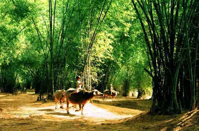 bambou vietnam