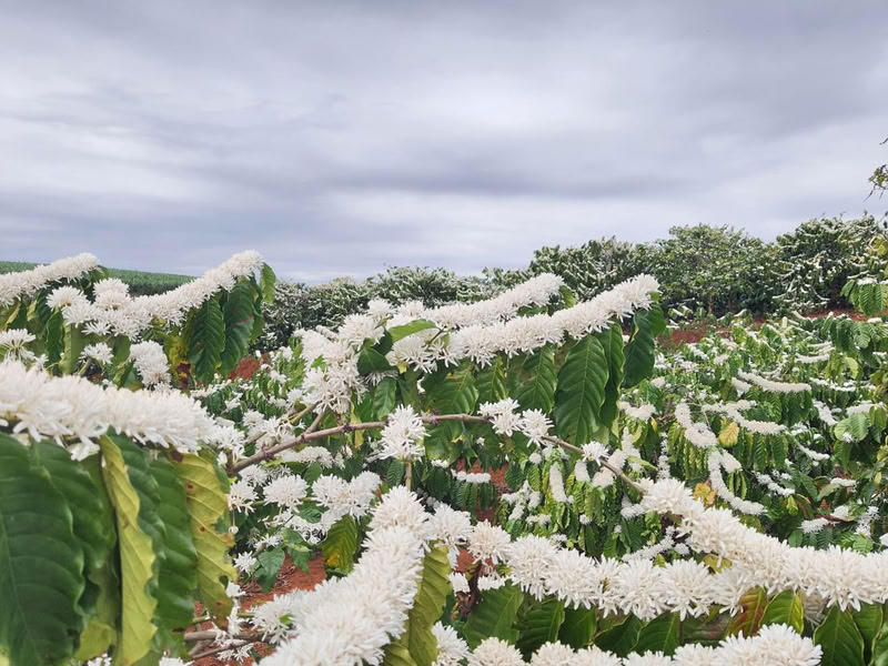 Visiter une plantation de café près de Buon Ma Thuot