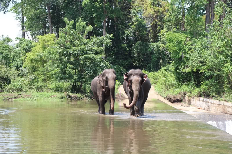 Éléphants et tourisme responsable