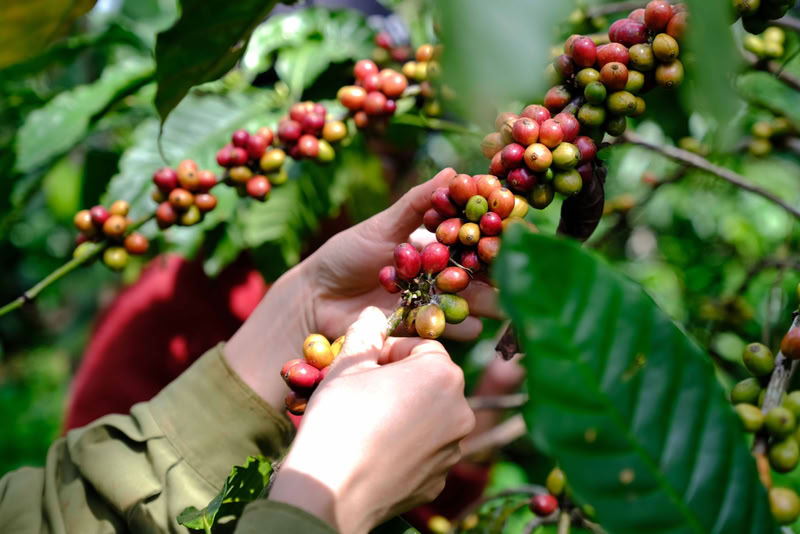 cafe vietnam plantation