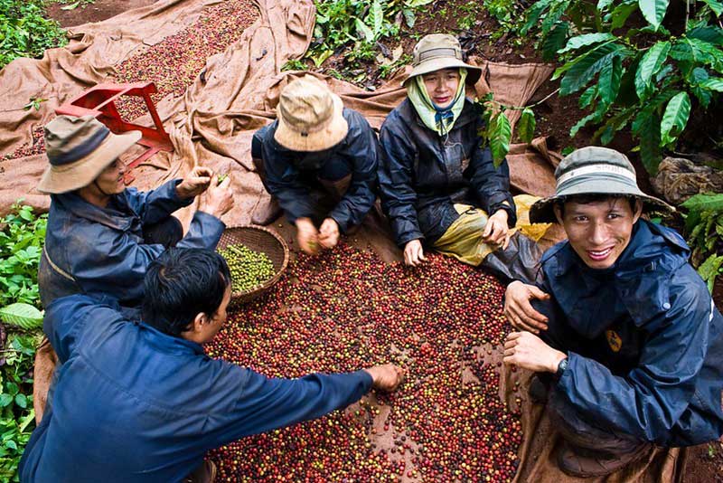 Plantation de café aux Hauts Plateaux du centre du Vietnam