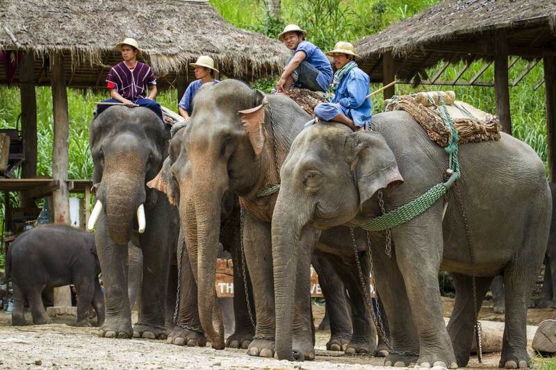 Visiter ces sanctuaires d''éléphants est une activité incontournable