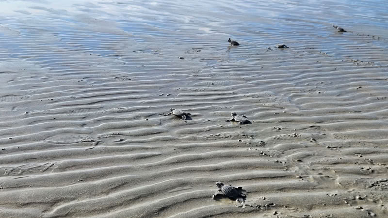 les tortues marines pondent sur les plages de Con Dao
