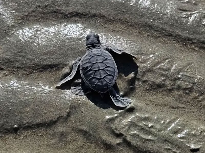 tortue à con dao