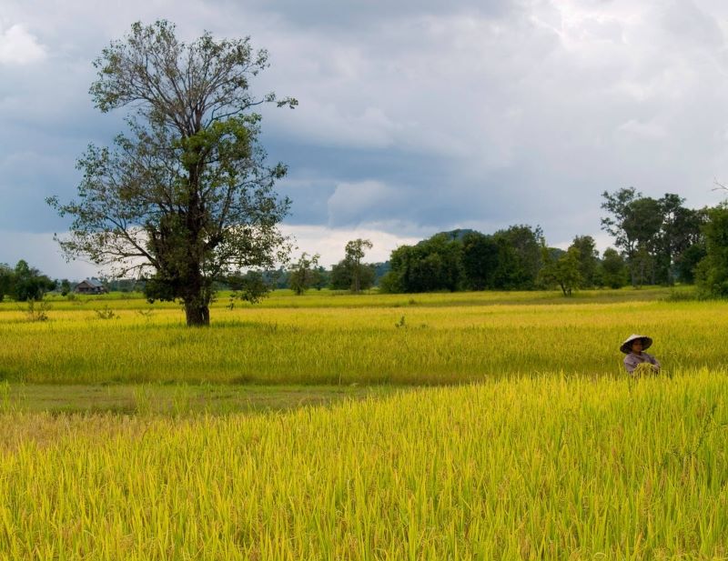  Pédaler à travers les rizières et les jungles de cocotiers ajoute au charme de Don Khong.