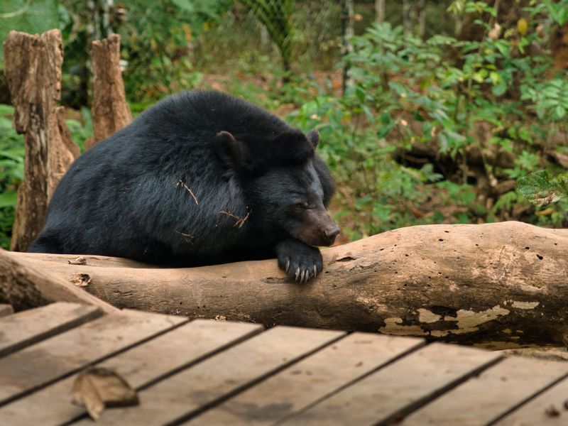 Les ours du centre de sauvetage