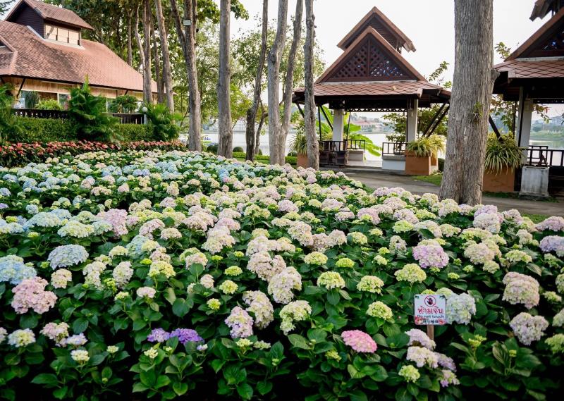 Jardin d''hortensias 