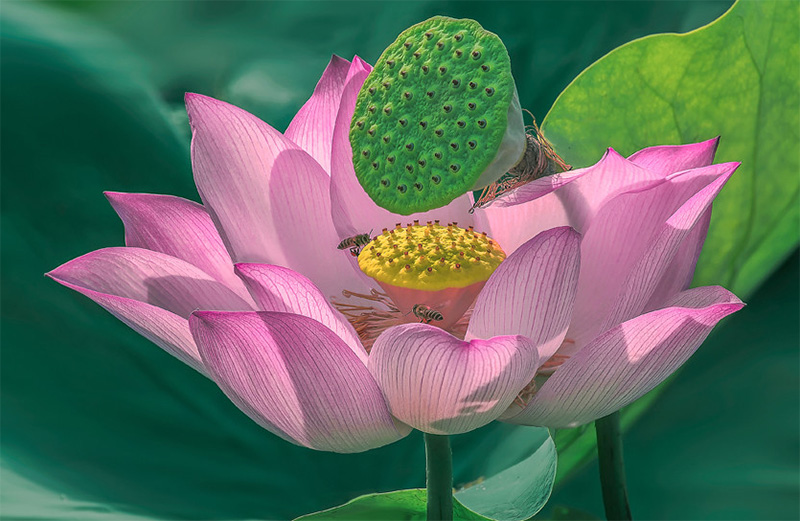 Fleur indochine lotus vietnam