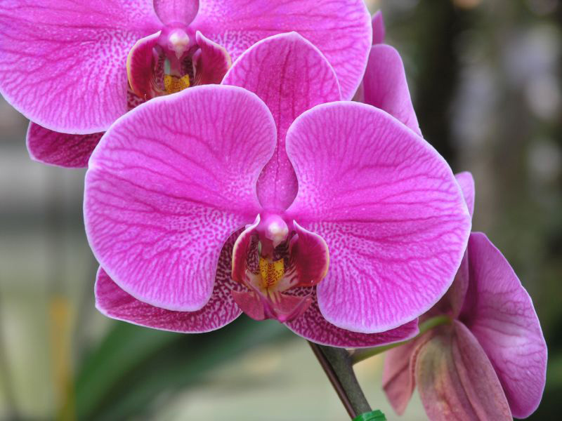 Fleur orchidee thailande 