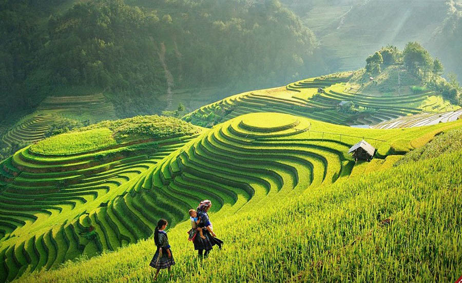 riziere a bac ha vietnam