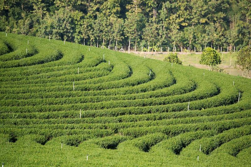 Collines de thé dans le triangle d''or