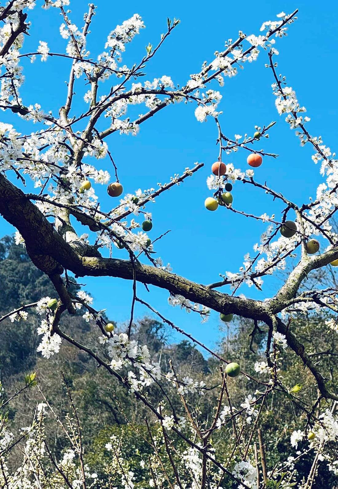 fleurs pruniers