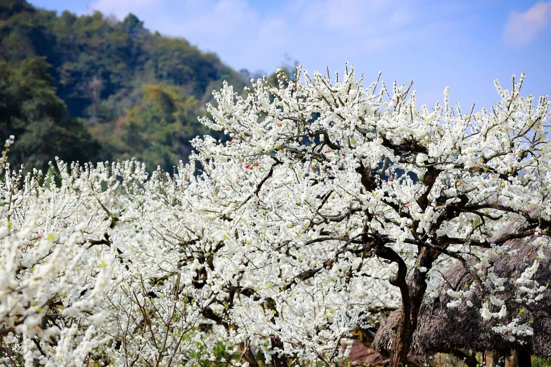 fleurs pruniers