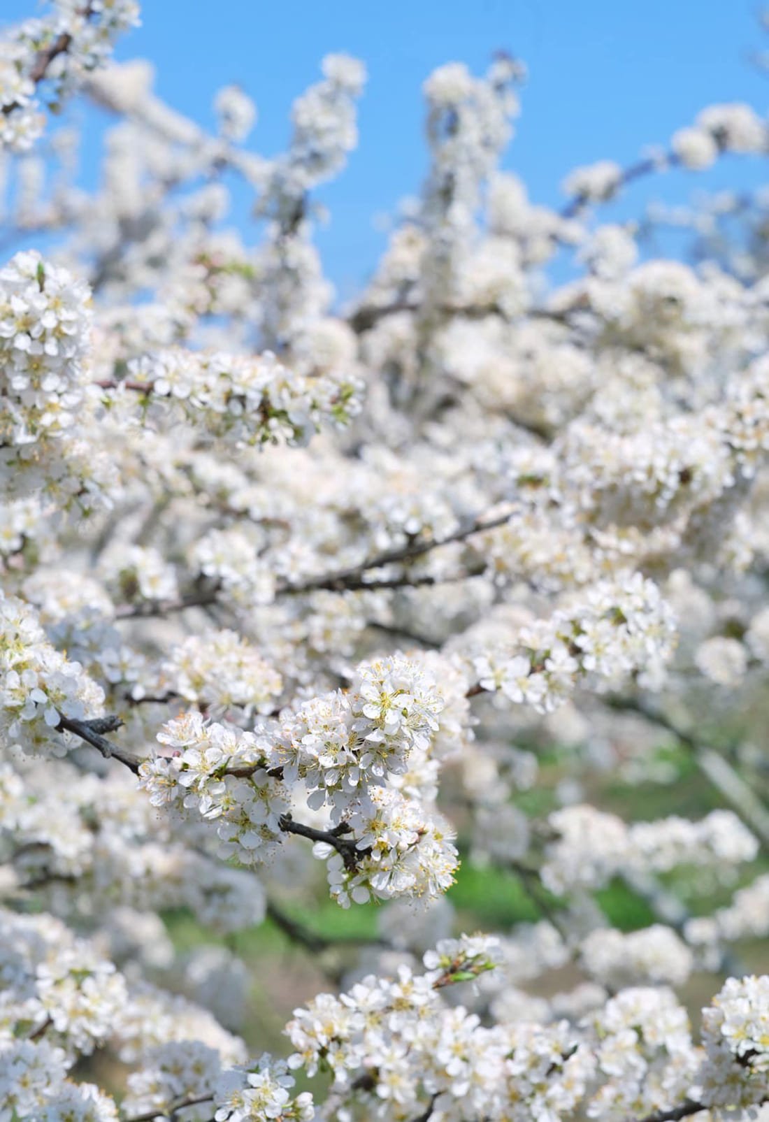 fleurs pruniers