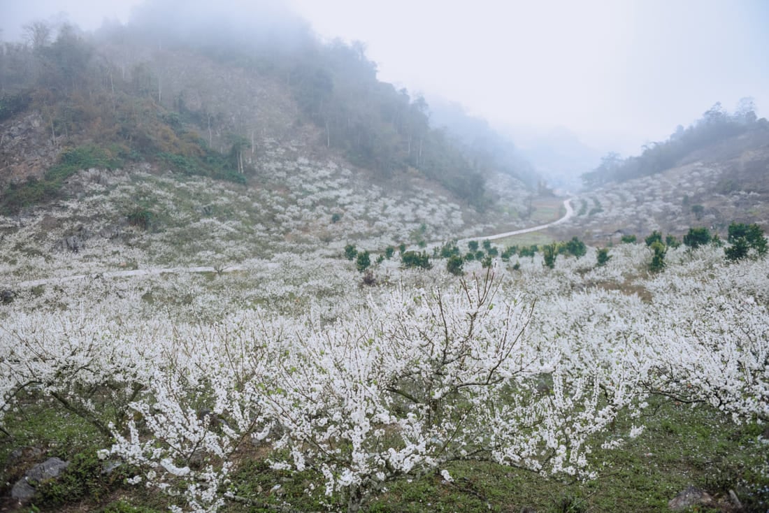 fleurs pruniers