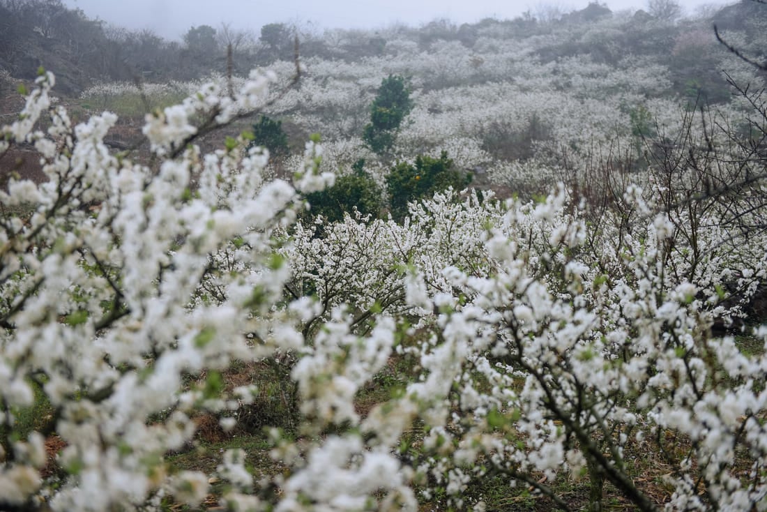 fleurs pruniers