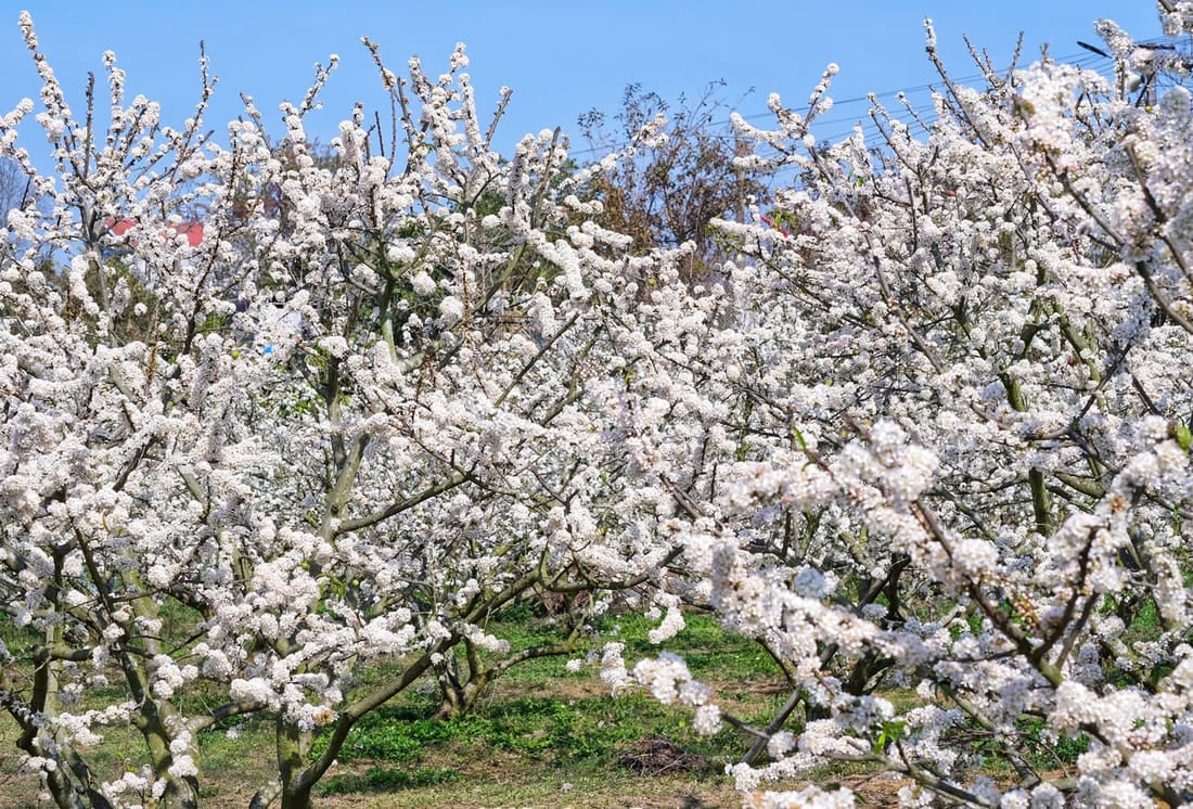 Fleurs pruniers