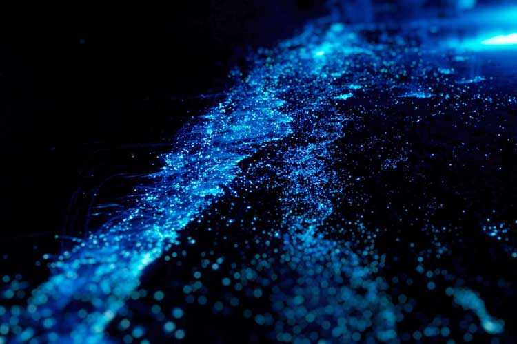 le plancton bioluminescent sont Koh Touch