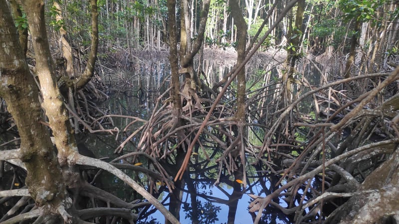  la forêt de mangroves de Peam Krasop