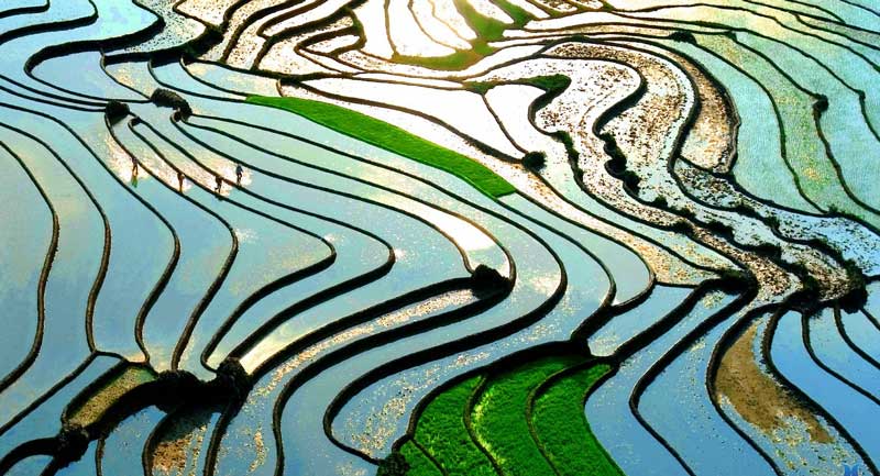 rizieres en saison d''eau
