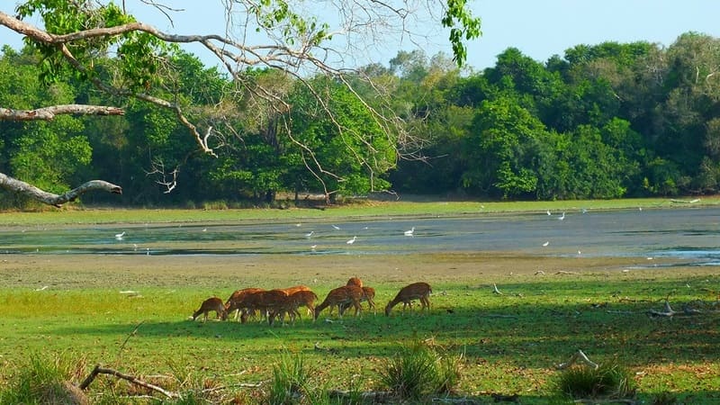 Vườn quốc gia Wilpattu