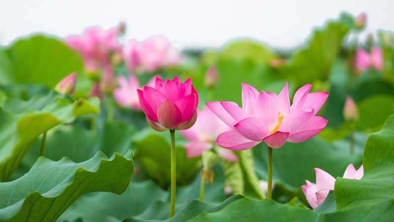 Fleur de lotus symbole floral vietnam