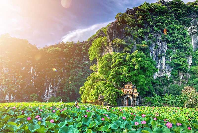Lotus à Ninh Binh