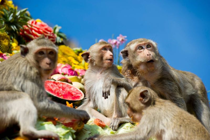 Fête des singes à Lopburi