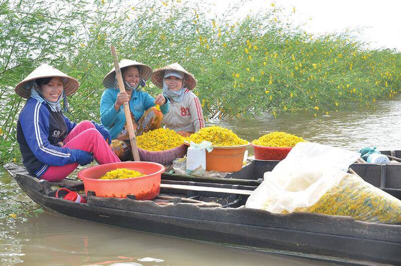 La fleur de sesbania est le symbole à Vinh Long au saison de crues