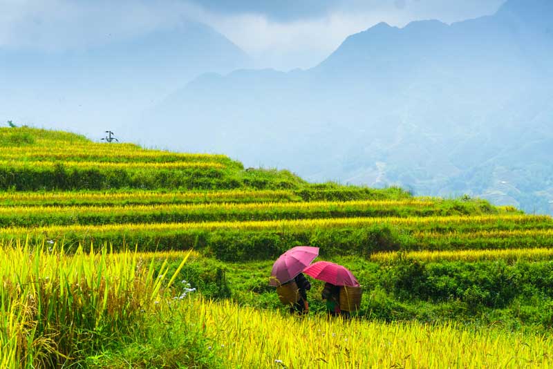riziere bac ha vietnam