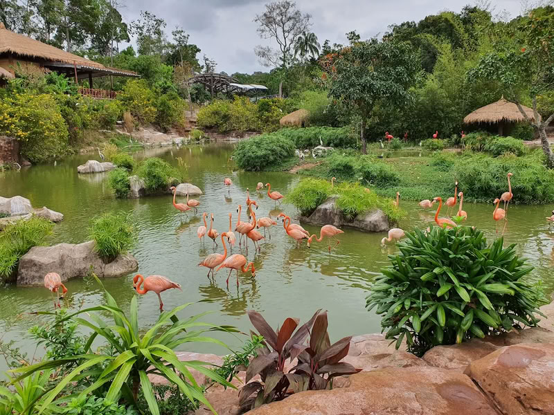 Flamants roses