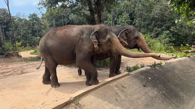 Élephants