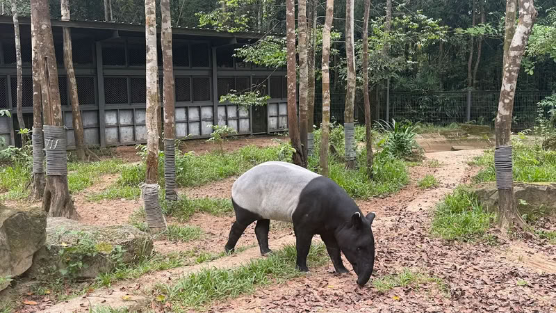 Tapir