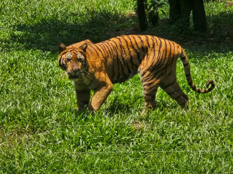 Tigre